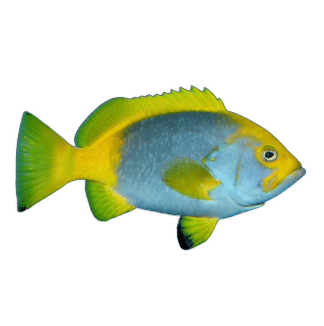 Epinephelus flavocaeruleus