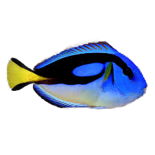Paracanthurus hepatus