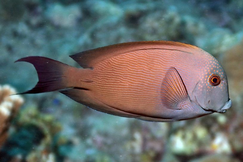 Ctenochaetus striatus